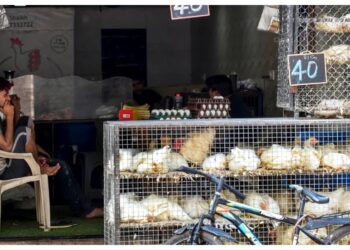 BeFunky collage (70)