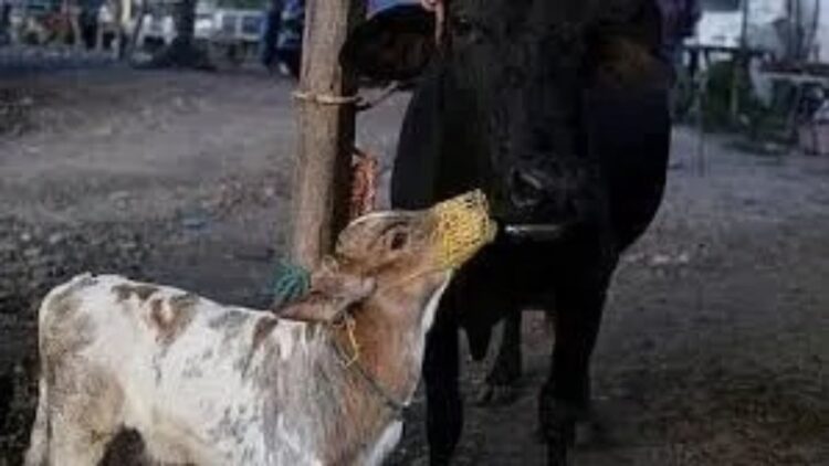 Cow calf attack