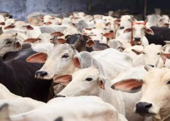 Befunky collage 2025 03 06t124428.331