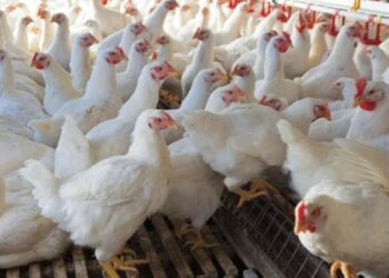 Untitled Design 2025 03 05t104337.558