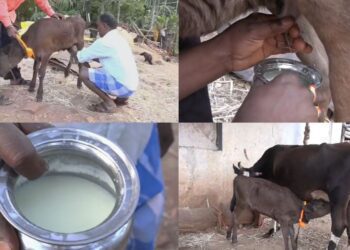 Untitled design 2025 03 09t092546.385