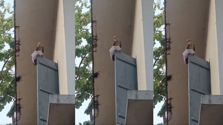 Untitled design 2025 04 11t195645.386