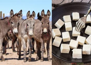 Film 2025 04 10t131306.315