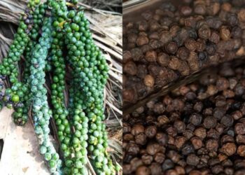 Film 2025 04 21t103608.565