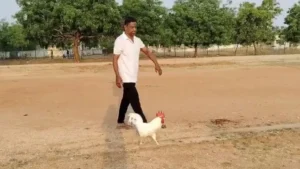 Rooster