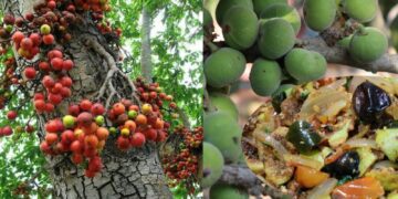 Shn 2025 04 17t125942.826