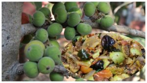 Shn 2025 04 17t130431.860