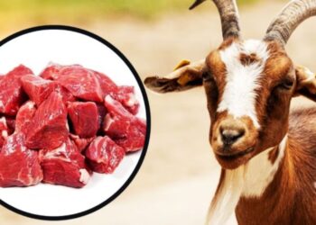 Siddu stalin kcr (37)