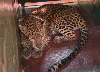 Siddu stalin kcr (7)