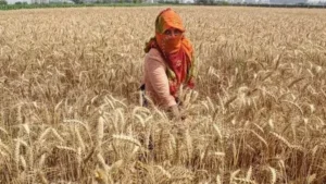 1338289 wheat