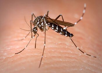 Asian tiger mosquito aedes albopictus 1