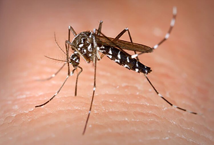 Asian tiger mosquito aedes albopictus 1
