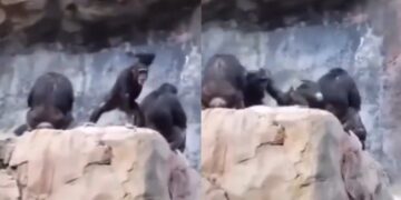 Befunky collage 2025 05 21t183210.491