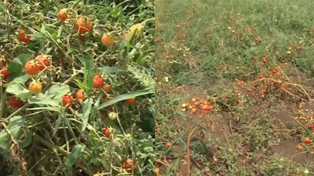 Befunky collage 2025 05 24t094812.321