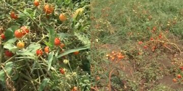 Befunky collage 2025 05 24t094812.321