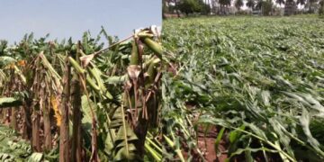 Befunky collage 2025 05 24t103626.967