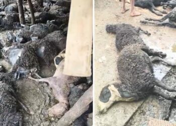 Befunky collage 2025 05 27t130440.617