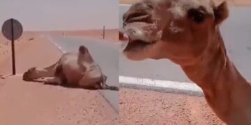 Befunky collage 2025 05 29t122522.280