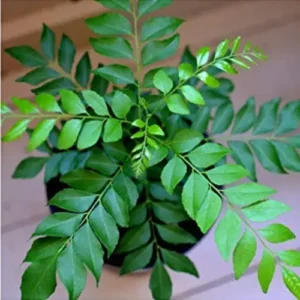 Curry leaves sapling 1