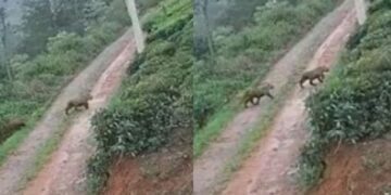 Untitled design (21)