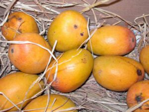 Alphonso mango 1526969147