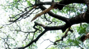 Bangaluru tree 1024x564