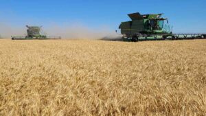 Combining wheat 2