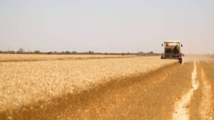 Wheat header