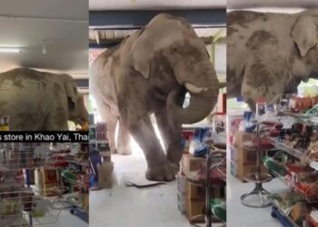 Befunky collage 2025 06 06t115902.498