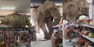 Befunky collage 2025 06 06t115902.498