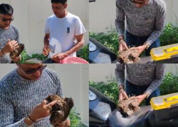 Befunky collage 2025 06 09t105228.298