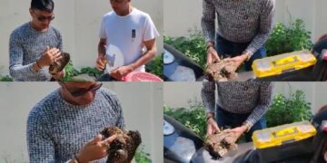 Befunky collage 2025 06 09t105228.298