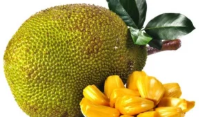 Jackfruitdp 1687697063
