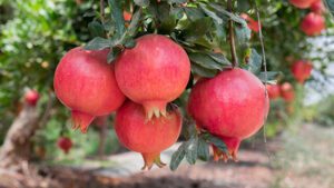 Pomegranate