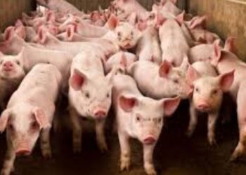 Web 2025 06 01t215918.368