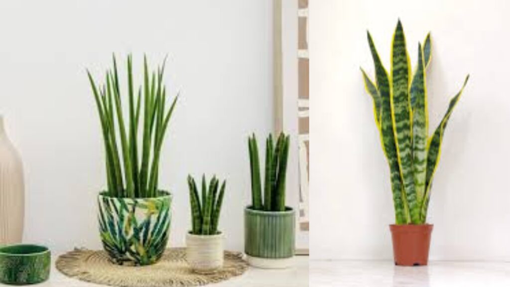 Web 2025 06 01t231253.661