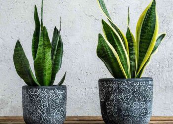 Web 2025 06 03t071729.419