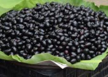 Web 2025 06 12t235312.245