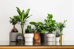Vastu plants for home 0 1200.jpg