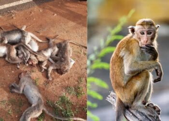 Web 2025 07 02t104447.594