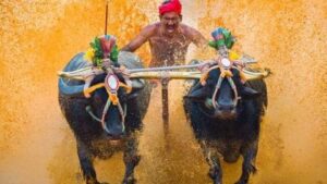 Mng19kambala 1684465705059 1684465717246