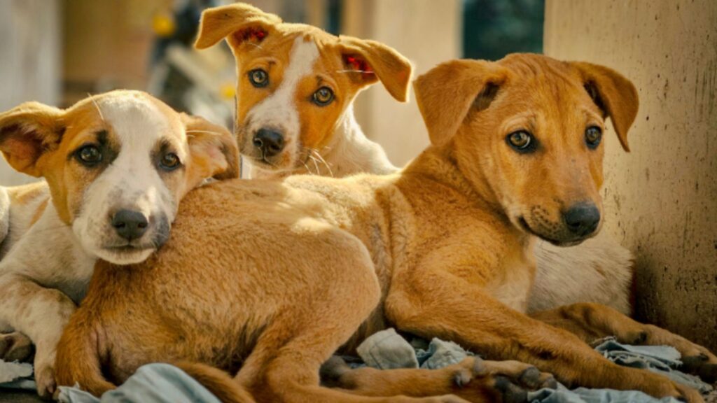 Untitled design 2025 08 22t112729.974