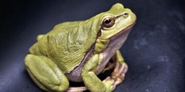 Untitled design 2025 10 09t180127.516