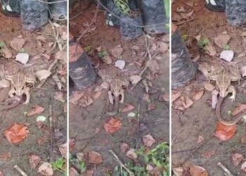 Untitled design 2025 10 18t122611.552