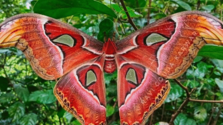 Untitled design 2025 10 27t135055.775