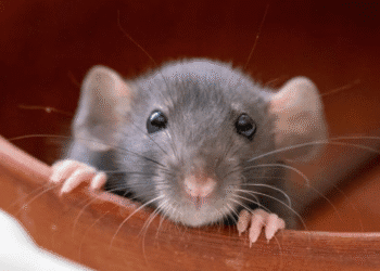 Untitled design 2025 11 07t202228.116