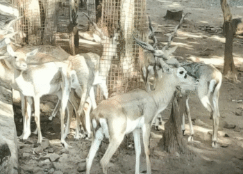 Untitled design 2025 11 16T233000.998