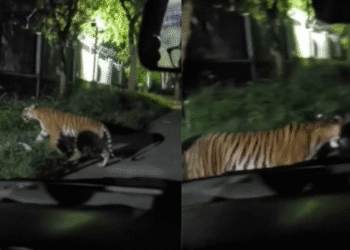 Untitled design 2025 11 30T105757.008