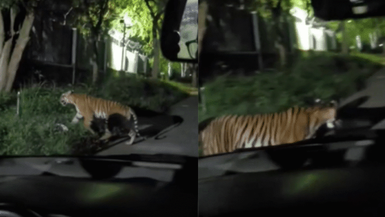 Untitled design 2025 11 30T105757.008