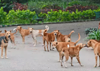 Untitled design 2025 11 30T221732.334